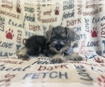 Small #8 Schnauzer (Miniature)