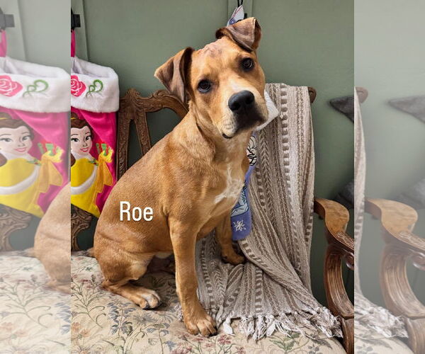 Medium Photo #6 Black Mouth Cur-Unknown Mix Puppy For Sale in Queen Creek, AZ, USA