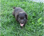 Small Photo #4 Boykin Spaniel Puppy For Sale in CARLISLE, KY, USA