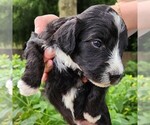 Small #6 F2 Aussiedoodle