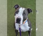Small #1 American Pit Bull Terrier Mix