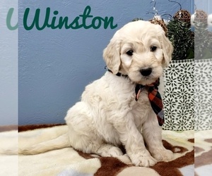 Goldendoodle Puppy for sale in CEDAR GAP, MO, USA
