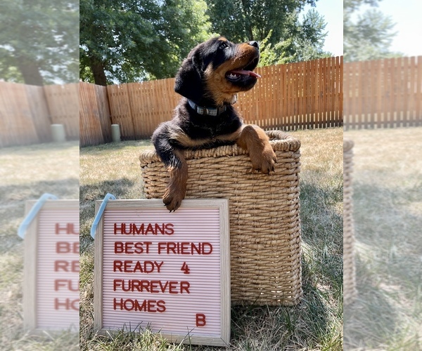 Medium Photo #1 Rottweiler Puppy For Sale in OVERLAND PARK, KS, USA