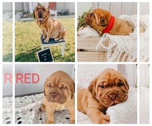 Dogue de Bordeaux Puppy for sale in RIVERSIDE, CA, USA