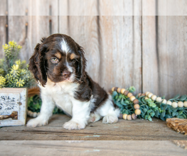 Medium Photo #2 Cocker Spaniel Puppy For Sale in BALTIC, OH, USA