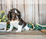 Small #1 Cocker Spaniel