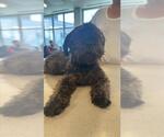 Small Shih Tzu