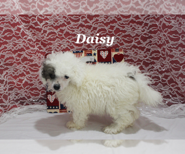 Medium Photo #24 Poodle (Toy) Puppy For Sale in CHANUTE, KS, USA