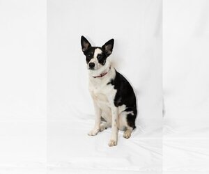 Border Collie-Unknown Mix Dogs for adoption in The Woodlands, TX, USA