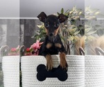 Small Miniature Pinscher
