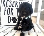 Puppy 6 Labradoodle