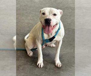 Mutt Dogs for adoption in Baytown, TX, USA