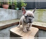 Small #5 French Bulldog