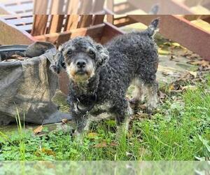 Miniature Schnauzer-Poodle (Miniature) Mix Dogs for adoption in Louisville, KY, USA