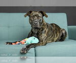 Small #2 American Staffordshire Terrier-Labrador Retriever Mix
