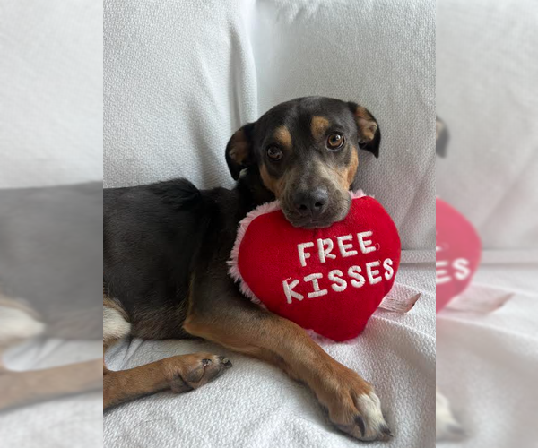 Medium Photo #1 Dachshund-Unknown Mix Puppy For Sale in San Diego, CA, USA