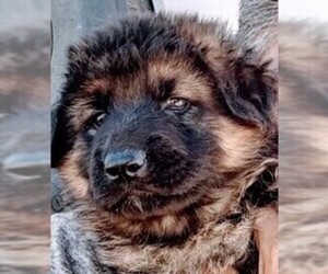 German Shepherd Dog Puppy for sale in YUCCA VALLEY, CA, USA