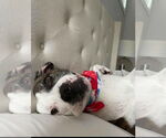 Small #3 American Pit Bull Terrier Mix