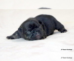 Small #5 French Bulldog