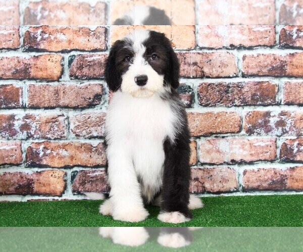 Medium Photo #1 Sheepadoodle Puppy For Sale in BEL AIR, MD, USA