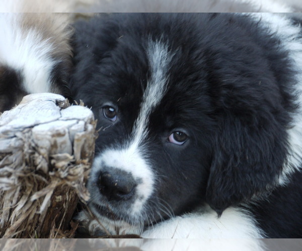 Medium Photo #1 Great Pyrenees-Tibetan Mastiff Mix Puppy For Sale in Lillooet, British Columbia, Canada