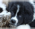Small Photo #1 Great Pyrenees-Tibetan Mastiff Mix Puppy For Sale in Lillooet, British Columbia, Canada