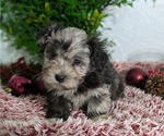 Puppy Zion ShihPoo