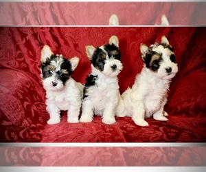 Biewer Terrier Puppy for sale in LEBANON, OH, USA