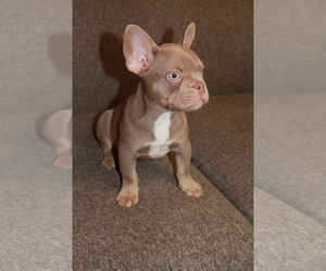 French Bulldog Puppy for sale in SAN FRANCISCO, CA, USA
