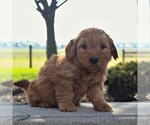 Small Photo #4 Goldendoodle-Poodle (Miniature) Mix Puppy For Sale in GORDONVILLE, PA, USA