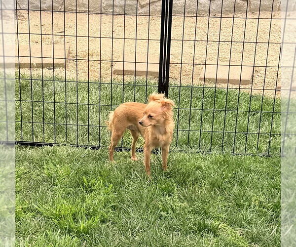 Medium Photo #2 Chihuahua Puppy For Sale in Banning, CA, USA