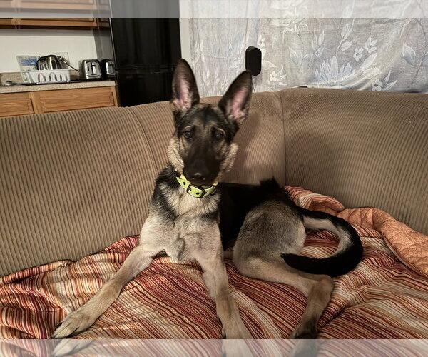 Medium Photo #1 Mutt Puppy For Sale in New Hill, NC, USA