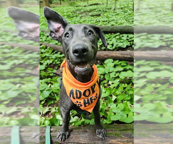 Medium Photo #1 Mutt Puppy For Sale in Peoria, IL, USA