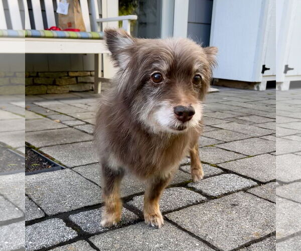Medium Photo #2 Papillon-Unknown Mix Puppy For Sale in Oakhurst, NJ, USA