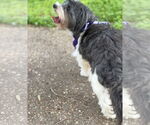 Small #2 Shih Apso