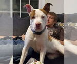 Small #1 American Pit Bull Terrier Mix