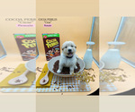 Puppy 10 Golden Retriever-Samoyed Mix