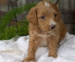 Puppy Bo Cavapoo