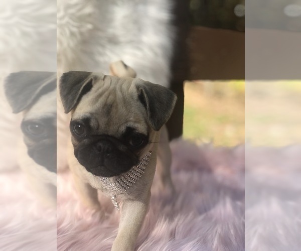 Medium Photo #21 Pug Puppy For Sale in CANTON, CT, USA