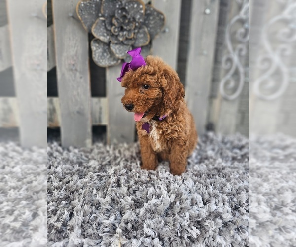 Medium Photo #4 Poodle (Miniature) Puppy For Sale in INDIANAPOLIS, IN, USA