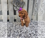 Small #3 Poodle (Miniature)