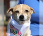 Small Chihuahua Mix