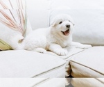 Small Photo #7 Great Pyrenees Puppy For Sale in MCALLEN, TX, USA