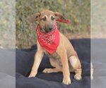 Small Photo #2 Doberman Pinscher-Pointer Mix Puppy For Sale in Dana Point, CA, USA