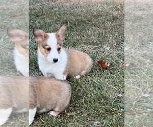 Pembroke Welsh Corgi Puppy for sale in PAXINOS, PA, USA