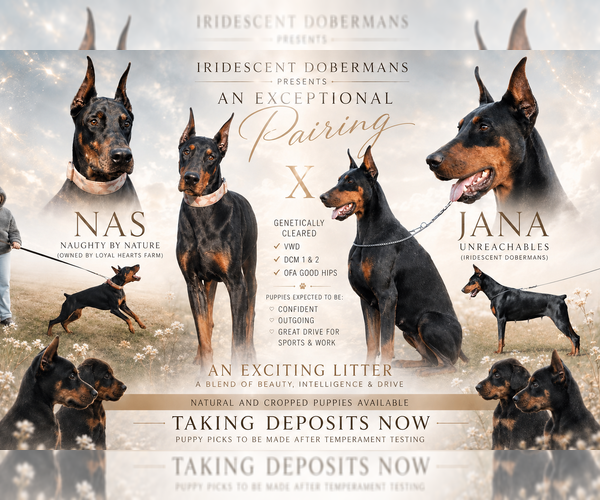 Medium Photo #1 Doberman Pinscher Puppy For Sale in CLOTHIER, WV, USA