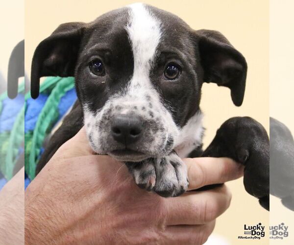 Medium Photo #5 Labrador Retriever-Unknown Mix Puppy For Sale in Washington, DC, USA