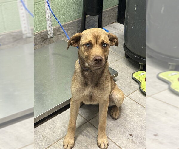 Medium Photo #1 American Staffordshire Terrier-German Shepherd Dog Mix Puppy For Sale in Grand Prairie, TX, USA
