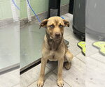Small American Staffordshire Terrier-German Shepherd Dog Mix
