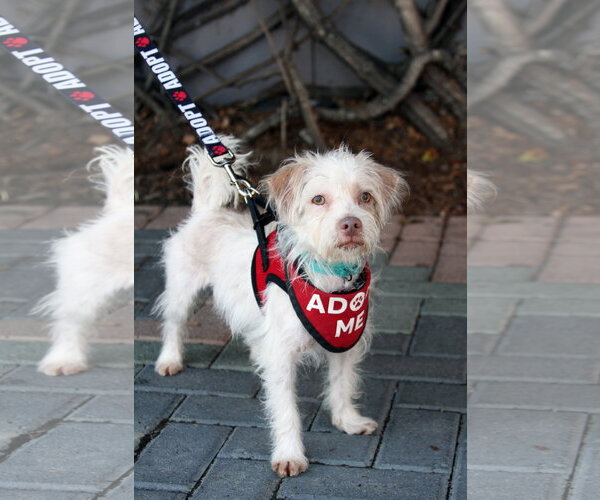 Medium Photo #2 Mutt Puppy For Sale in Mission Viejo, CA, USA